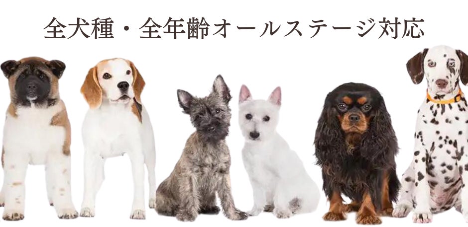「博多華味鳥」が手掛けるドッグフード【やわか】が2023年3月に販売累計100万食突破！のサブ画像11