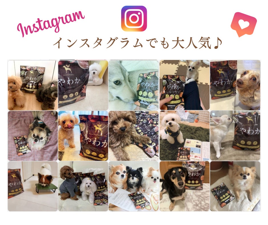 「博多華味鳥」が手掛けるドッグフード【やわか】が2023年3月に販売累計100万食突破！のサブ画像15
