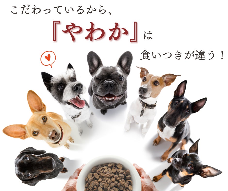 「博多華味鳥」が手掛けるドッグフード【やわか】が2023年3月に販売累計100万食突破！のサブ画像6