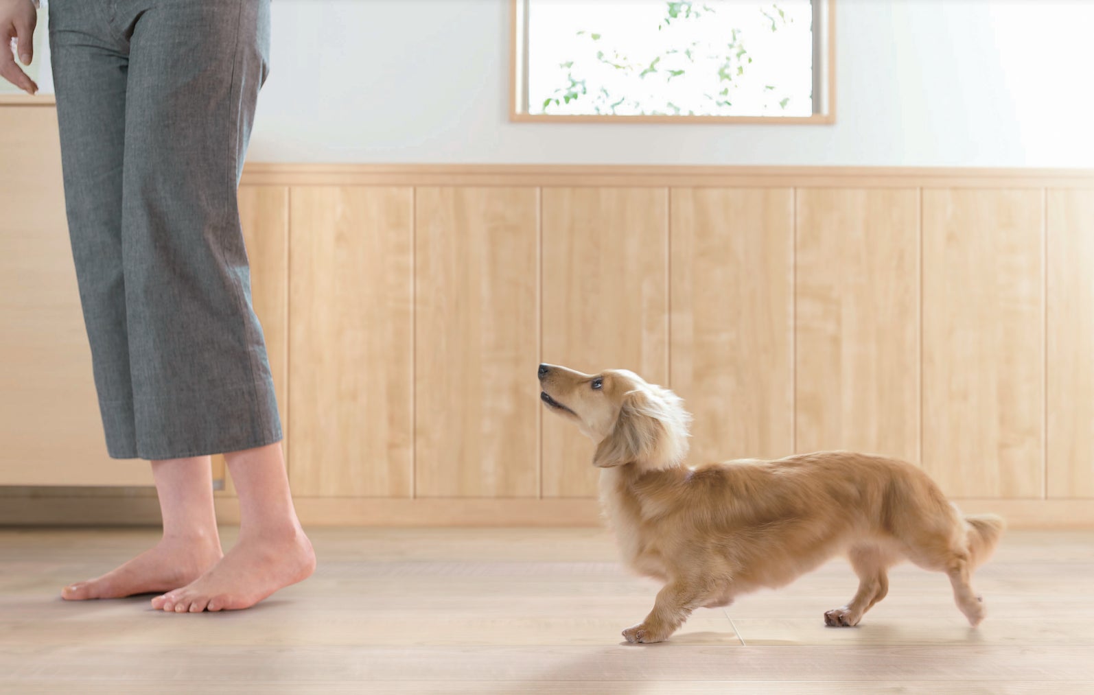 【千葉県柏市 おうちSDGsプロジェクト 第4弾】集まれ愛犬＆愛猫家！可愛いうちの子の健康と長生きを願うオシャレなおうち「わんわんにゃんにゃんリフォーム」のサブ画像12_大建工業　ワンラブフロアⅣ