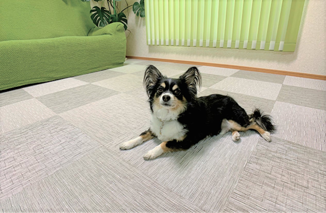 【千葉県柏市 おうちSDGsプロジェクト 第4弾】集まれ愛犬＆愛猫家！可愛いうちの子の健康と長生きを願うオシャレなおうち「わんわんにゃんにゃんリフォーム」のサブ画像13_光洋産業　リフェイスタイル