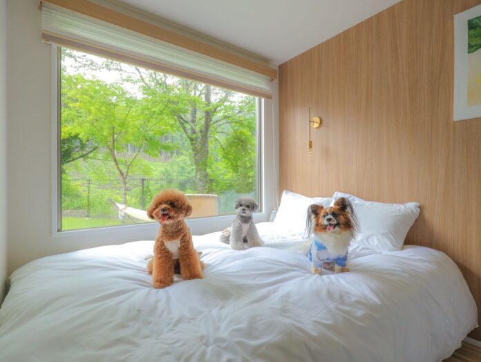 愛犬と宿泊するお客様に、和歌山産の鹿肉ジビエジャーキーをプレゼント！5月13日の「愛犬の日」に、熊野古道のコンテナホテルがキャンペーン実施のメイン画像