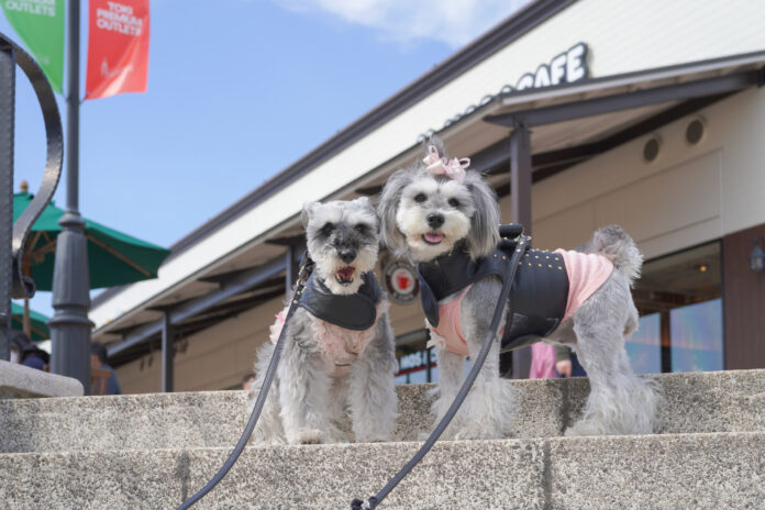 ペットと一緒に楽しむ 土岐プレミアム・アウトレット3月にドッグガーデンがオープン、4月には犬祭りも開催のメイン画像