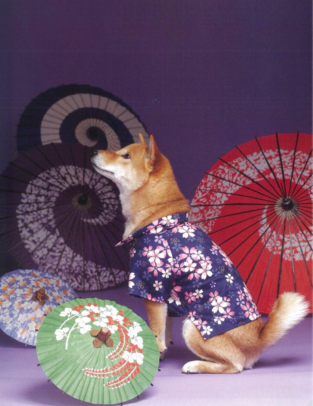 満員必至！プロカメラマンが撮った写真データが必ずもらえる、大人気の柴犬限定撮影会のサブ画像2_和傘とともに美しい1枚を！