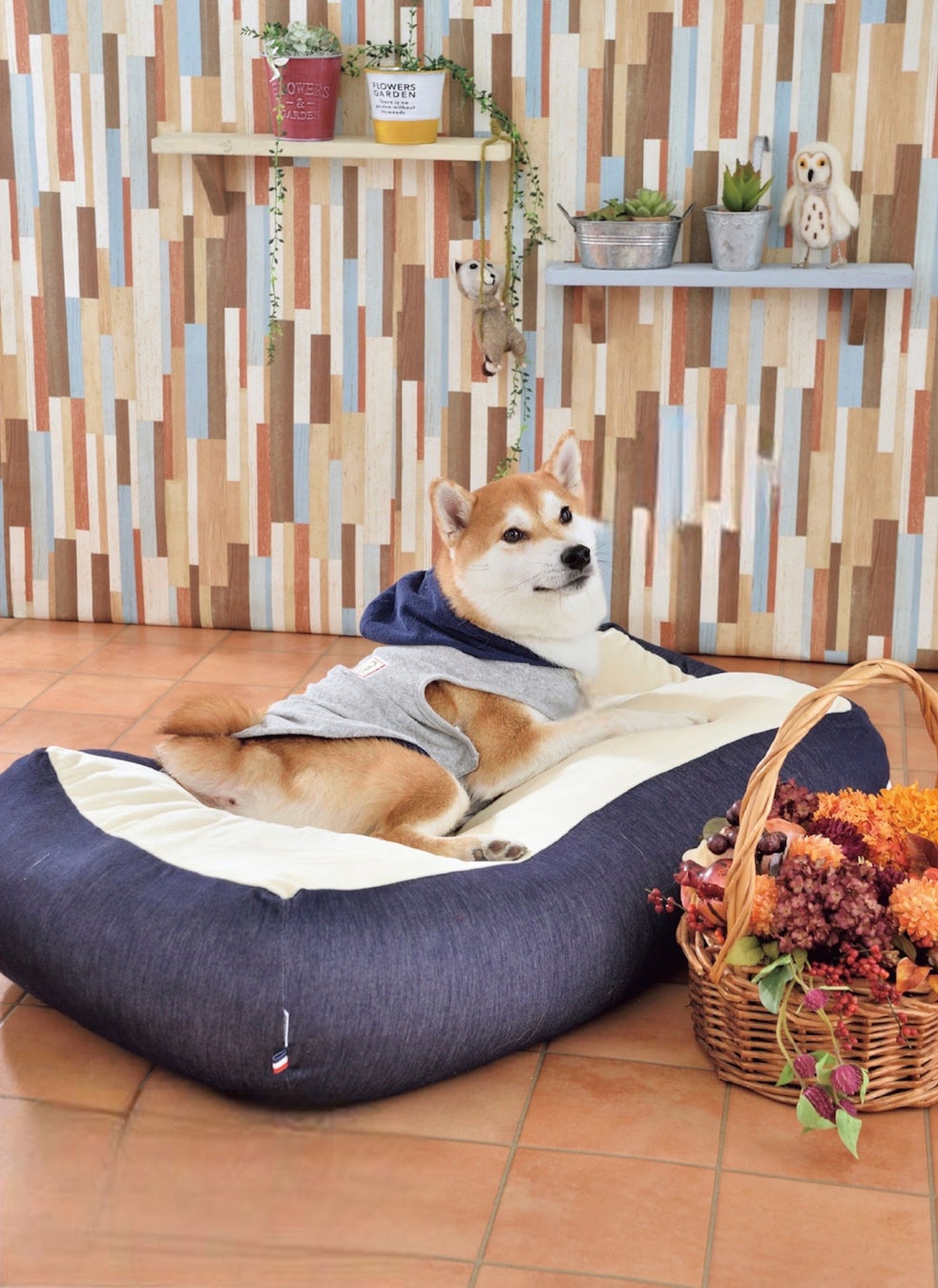 満員必至！プロカメラマンが撮った写真データが必ずもらえる、大人気の柴犬限定撮影会のサブ画像3_アットホームな空間でのびのび撮影！
