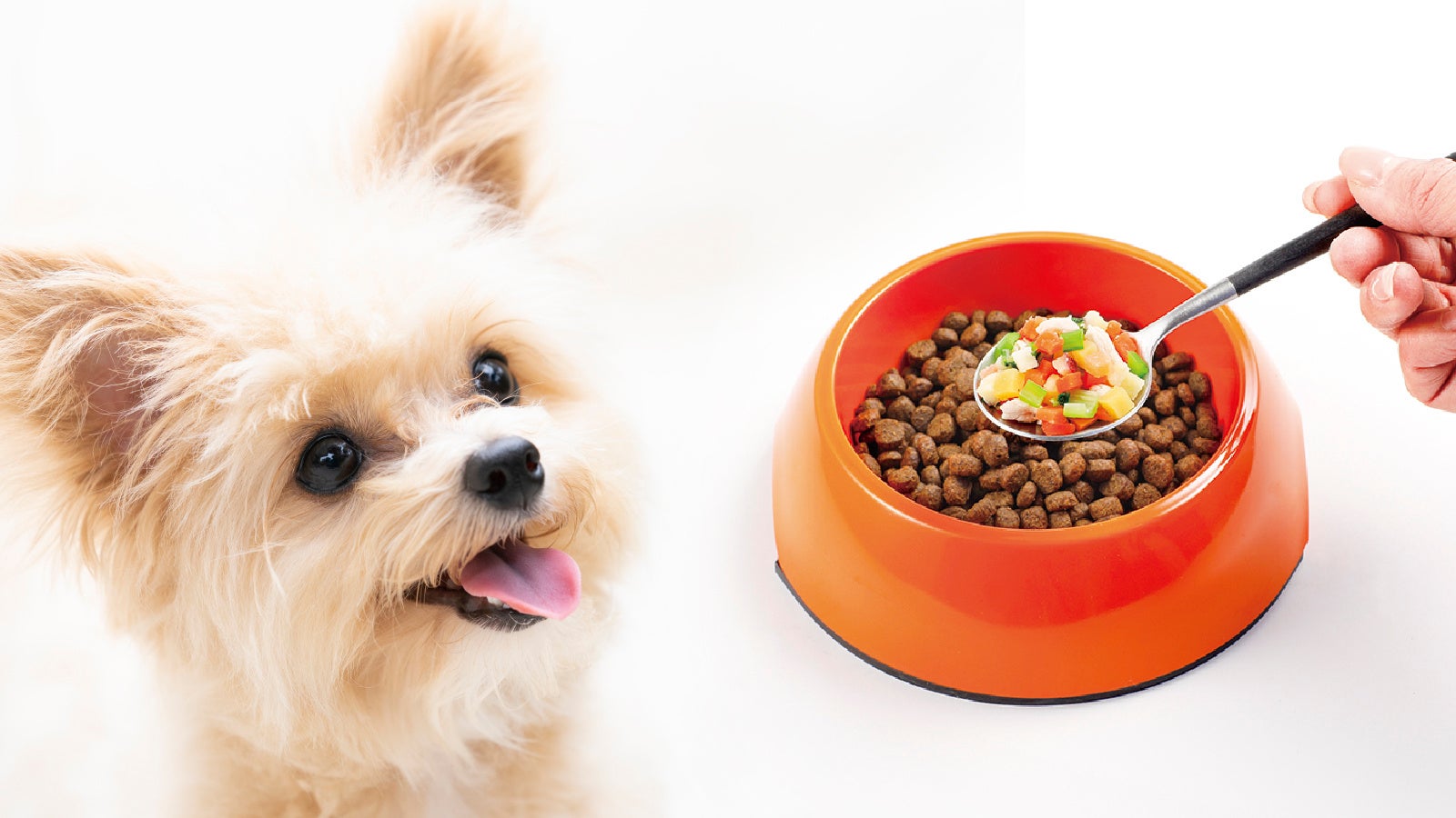 愛犬の食べない悩みを、北海道の自然の味で解決！ ワンちゃん専用の冷凍お惣菜「犬のごはんのotomo」のサブ画像2