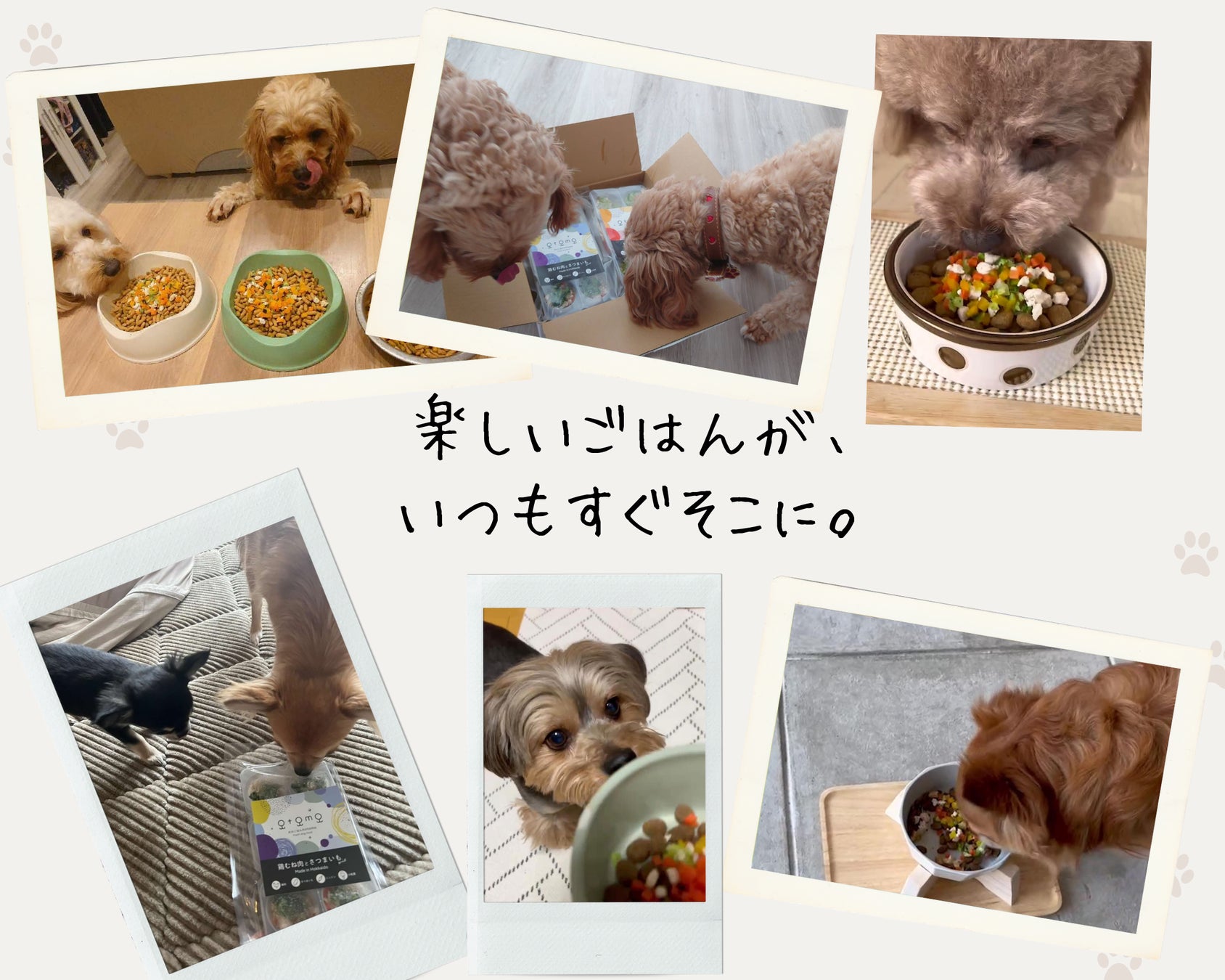 愛犬の食べない悩みを、北海道の自然の味で解決！ ワンちゃん専用の冷凍お惣菜「犬のごはんのotomo」のサブ画像5