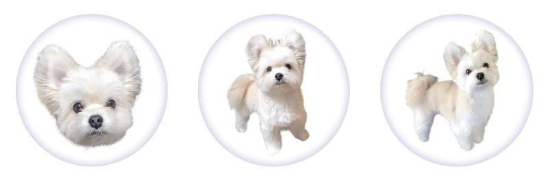 【ぽんた×ヴィレッジヴァンガード】～コラボグッズ発売決定！！～のサブ画像8