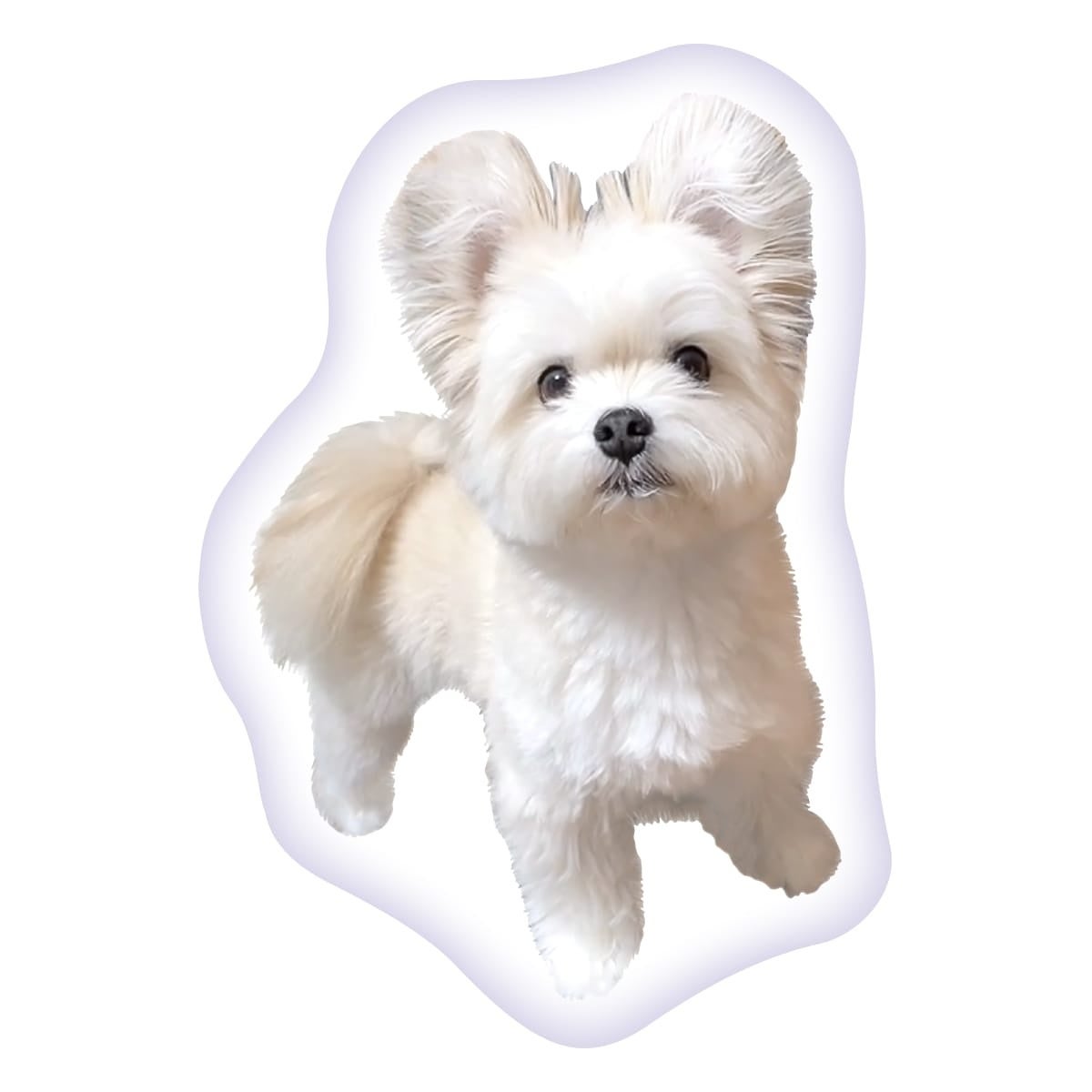 【ぽんた×ヴィレッジヴァンガード】～コラボグッズ発売決定！！～のサブ画像9