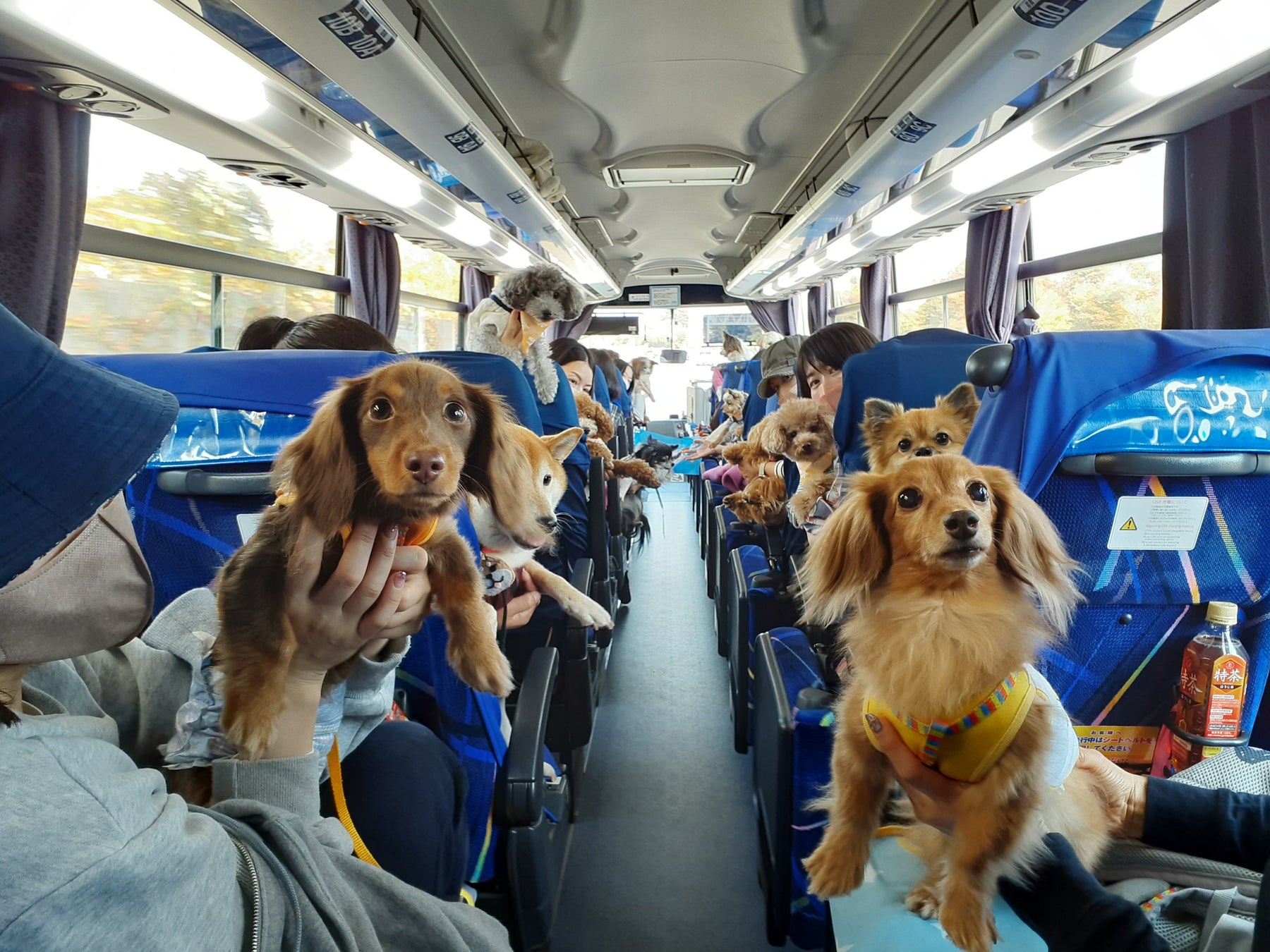 【『vipわんツアー！』と『アニコム損保』が愛犬同伴バスツアーを共同企画】６/11㈰（ワンワンデー）は愛犬の健康について一緒に考える日！のサブ画像2_バスツアー車内イメージ