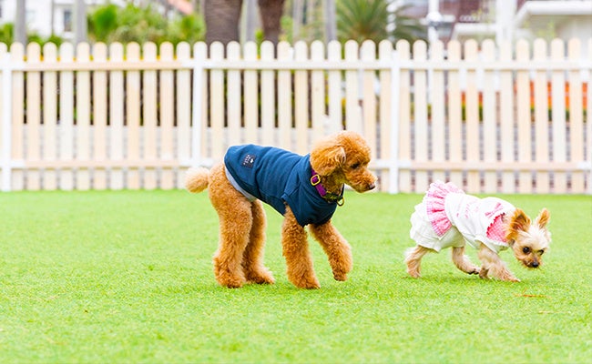 【リビエラ逗子マリーナ】5/13「愛犬の日」にワンちゃんがノーリードで楽しめるドッグスペースをグランドオープン！プレオープン中の今も楽しんで！マリブファーム食事後やホテル宿泊者は入場料無料のサブ画像1