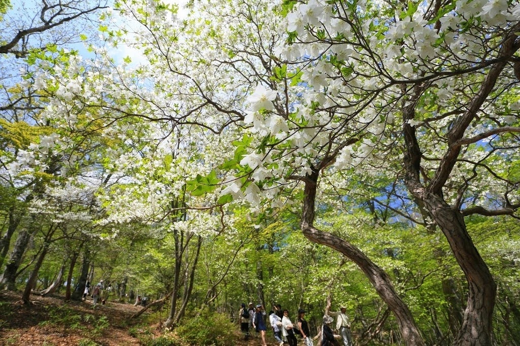 「ゴヨウツツジ　那須ゴンドラ」運行開始のお知らせのサブ画像3