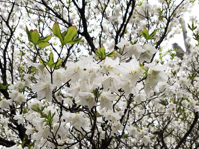 「ゴヨウツツジ　那須ゴンドラ」運行開始のお知らせのサブ画像4