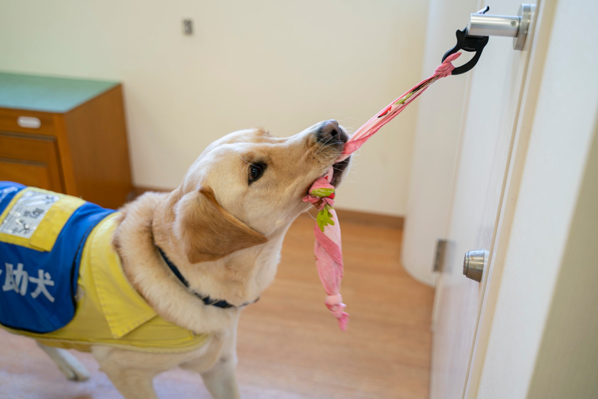 【5月7日介助犬がやってくる】水戸ホーリーホックのホームゲームに日本介助犬協会が初出展！のサブ画像3