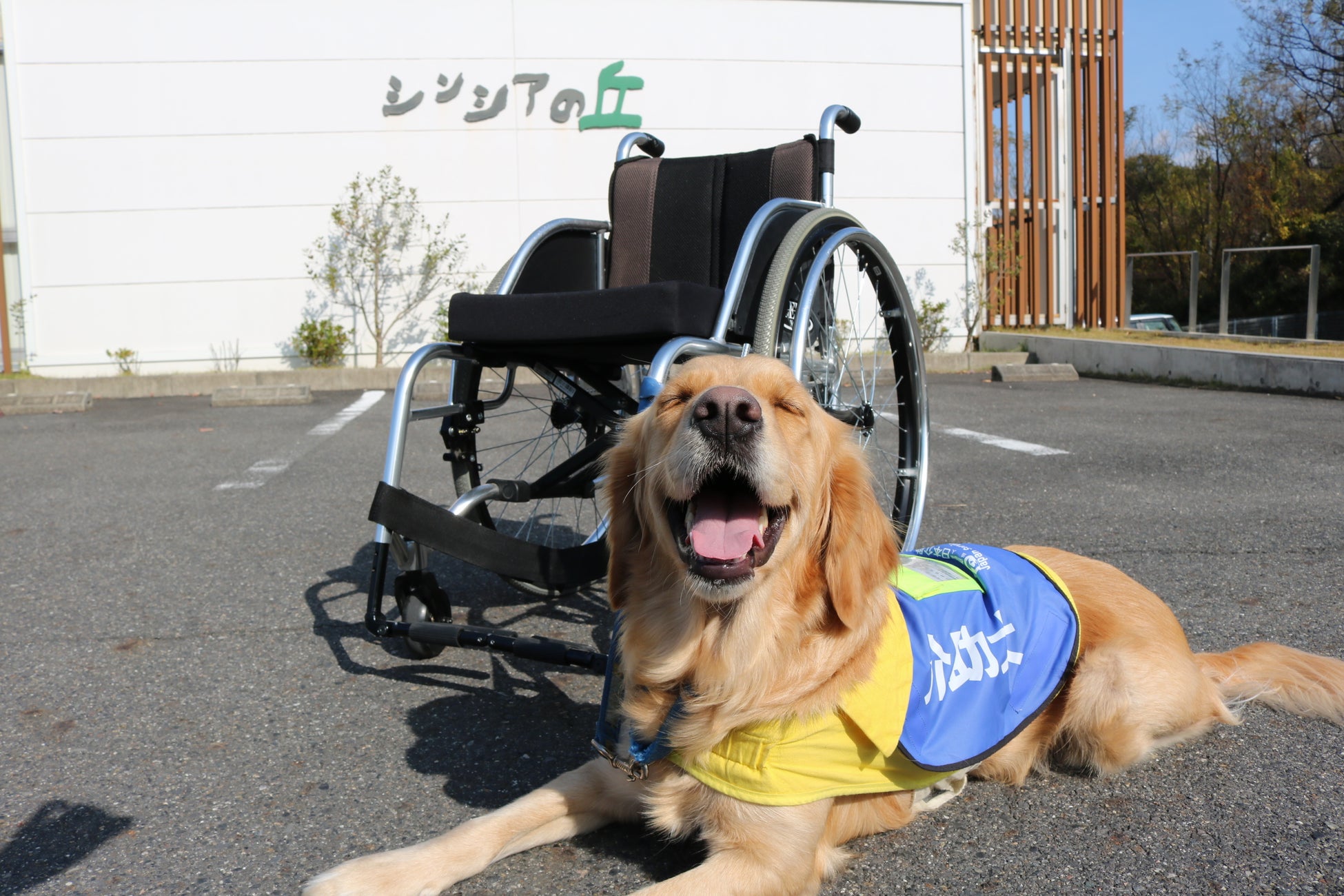 【新グッズWEB販売開始】可愛いグッズを買って介助犬を応援しよう！～社会福祉法人 日本介助犬協会～のサブ画像1