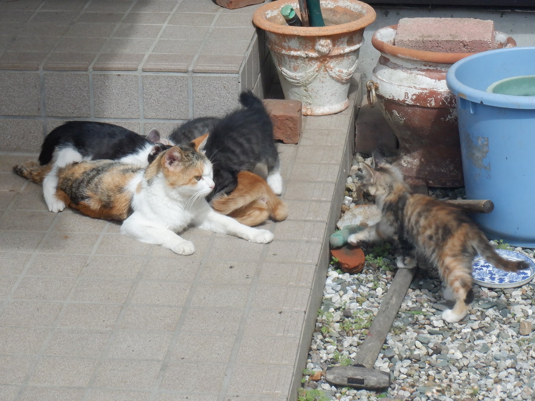 「ふるなび」で、長野県佐久市が飼い主のいない猫たちの大切な命を救うことを目的としたクラウドファンディングの寄附受付を開始。のサブ画像3_長野県佐久市に生息する猫たち