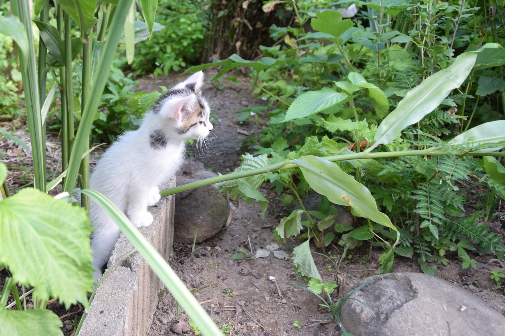 「ふるなび」で、長野県佐久市が飼い主のいない猫たちの大切な命を救うことを目的としたクラウドファンディングの寄附受付を開始。のサブ画像4