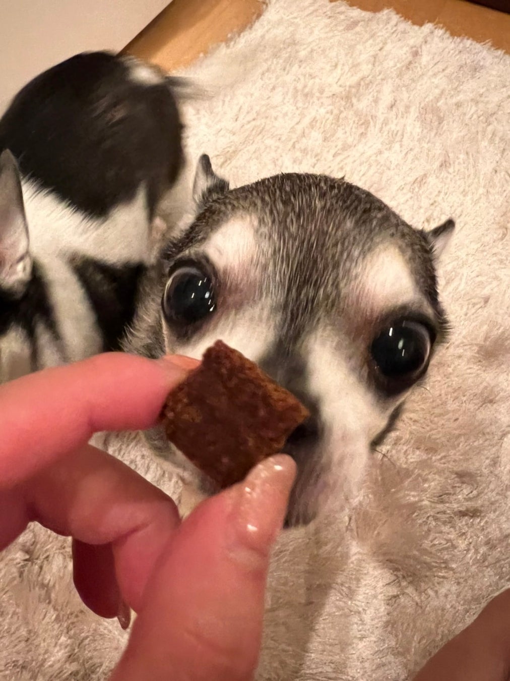 犬も猫も人も、みんなが輝く未来を築きたいのサブ画像1