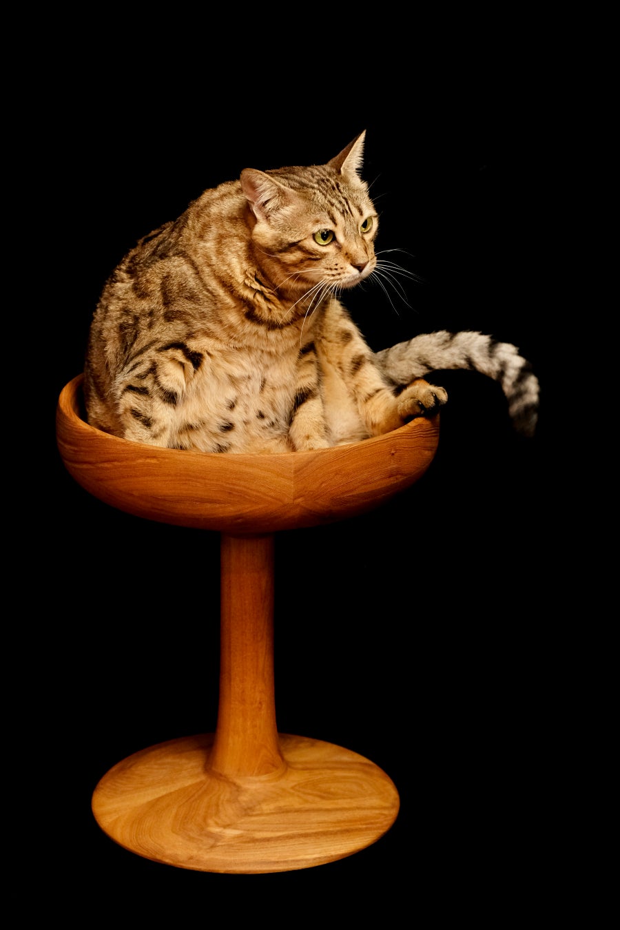 犬も猫も人も、みんなが輝く未来を築きたいのサブ画像4