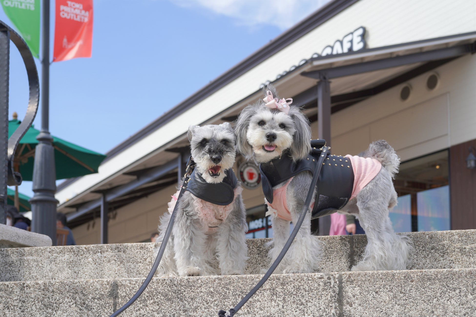 わんこと一緒に笑顔あふれるひとときを　犬祭り@土岐プレミアム・アウトレット2023　～　中京高校 地域活性化部とも連携のサブ画像2