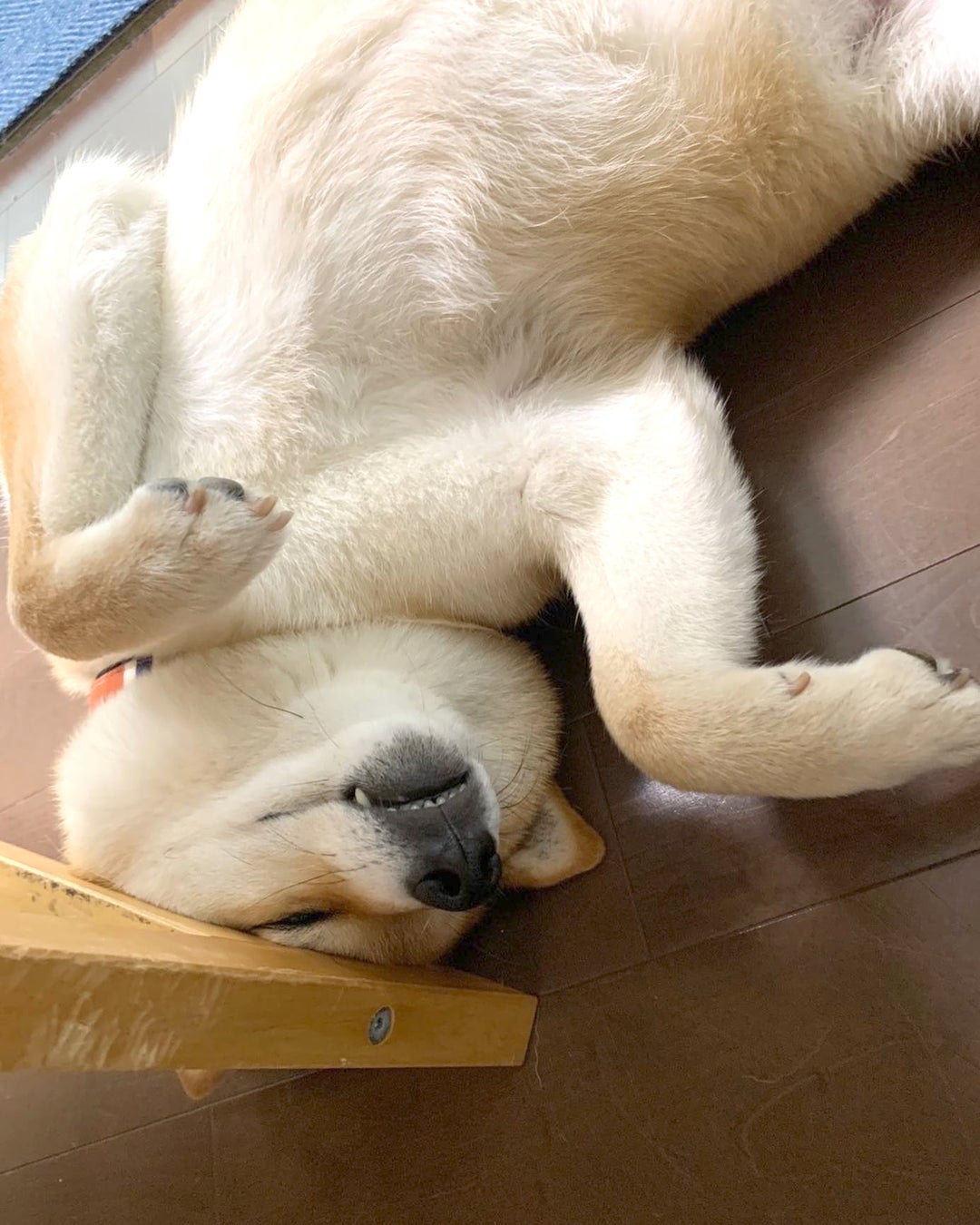 柴犬の魅力にみんなが笑顔！ 柴好きなら一度は目にしたことのある人気犬たちも登場する、柴犬専門マガジン『シバマル』が4月10日（月）発売のサブ画像10