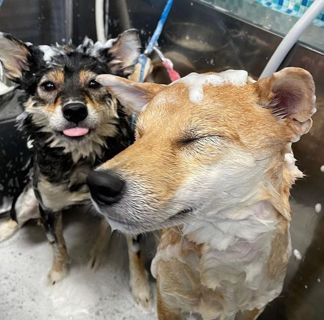 柴犬の魅力にみんなが笑顔！ 柴好きなら一度は目にしたことのある人気犬たちも登場する、柴犬専門マガジン『シバマル』が4月10日（月）発売のサブ画像11