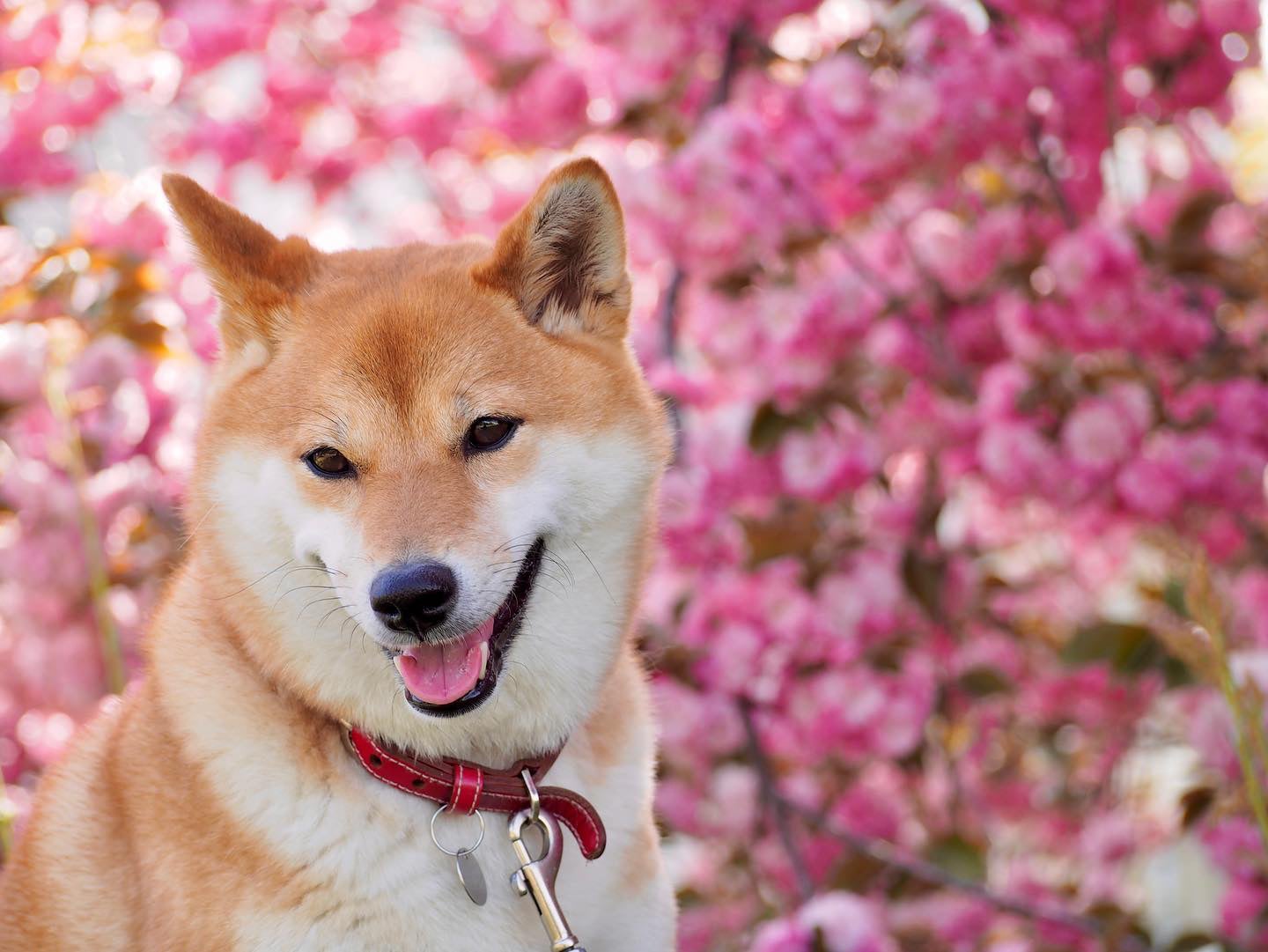柴犬の魅力にみんなが笑顔！ 柴好きなら一度は目にしたことのある人気犬たちも登場する、柴犬専門マガジン『シバマル』が4月10日（月）発売のサブ画像12