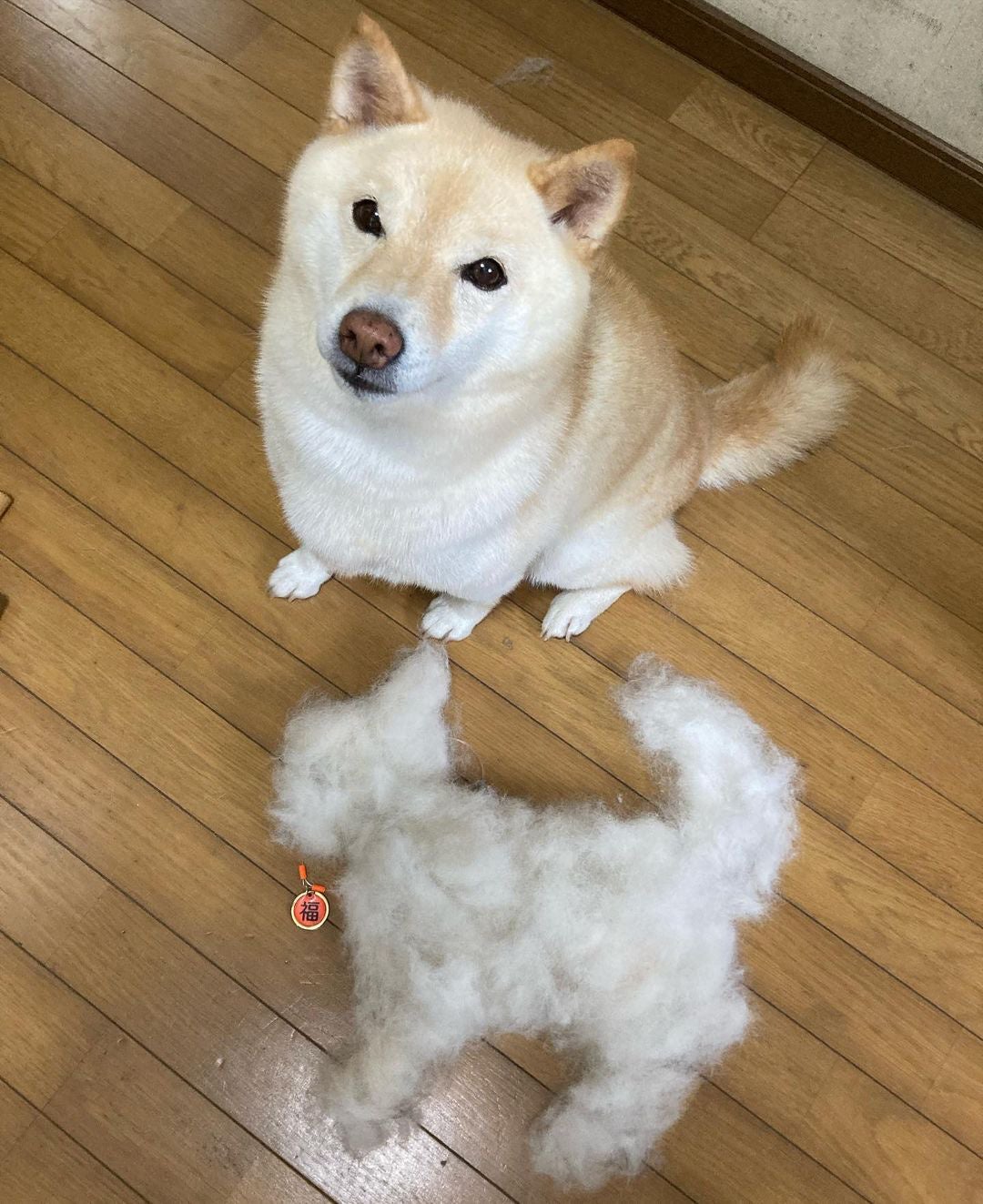 柴犬の魅力にみんなが笑顔！ 柴好きなら一度は目にしたことのある人気犬たちも登場する、柴犬専門マガジン『シバマル』が4月10日（月）発売のサブ画像13