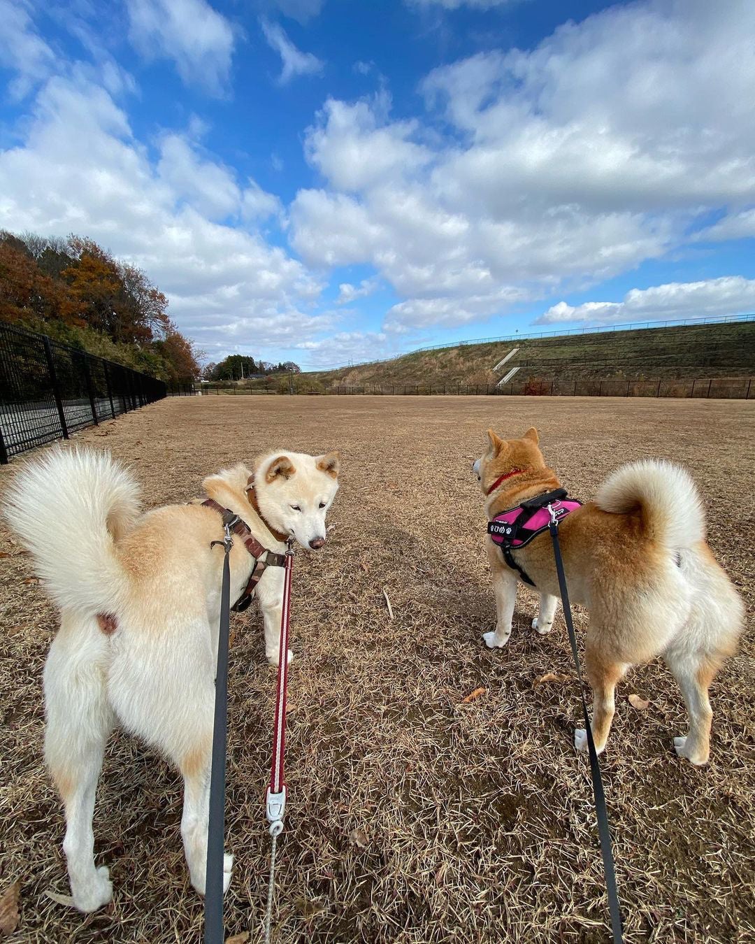 柴犬の魅力にみんなが笑顔！ 柴好きなら一度は目にしたことのある人気犬たちも登場する、柴犬専門マガジン『シバマル』が4月10日（月）発売のサブ画像14