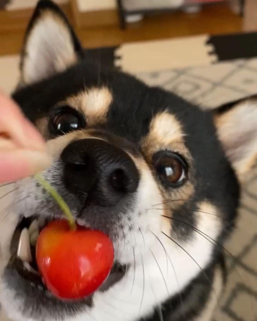 柴犬の魅力にみんなが笑顔！ 柴好きなら一度は目にしたことのある人気犬たちも登場する、柴犬専門マガジン『シバマル』が4月10日（月）発売のサブ画像15