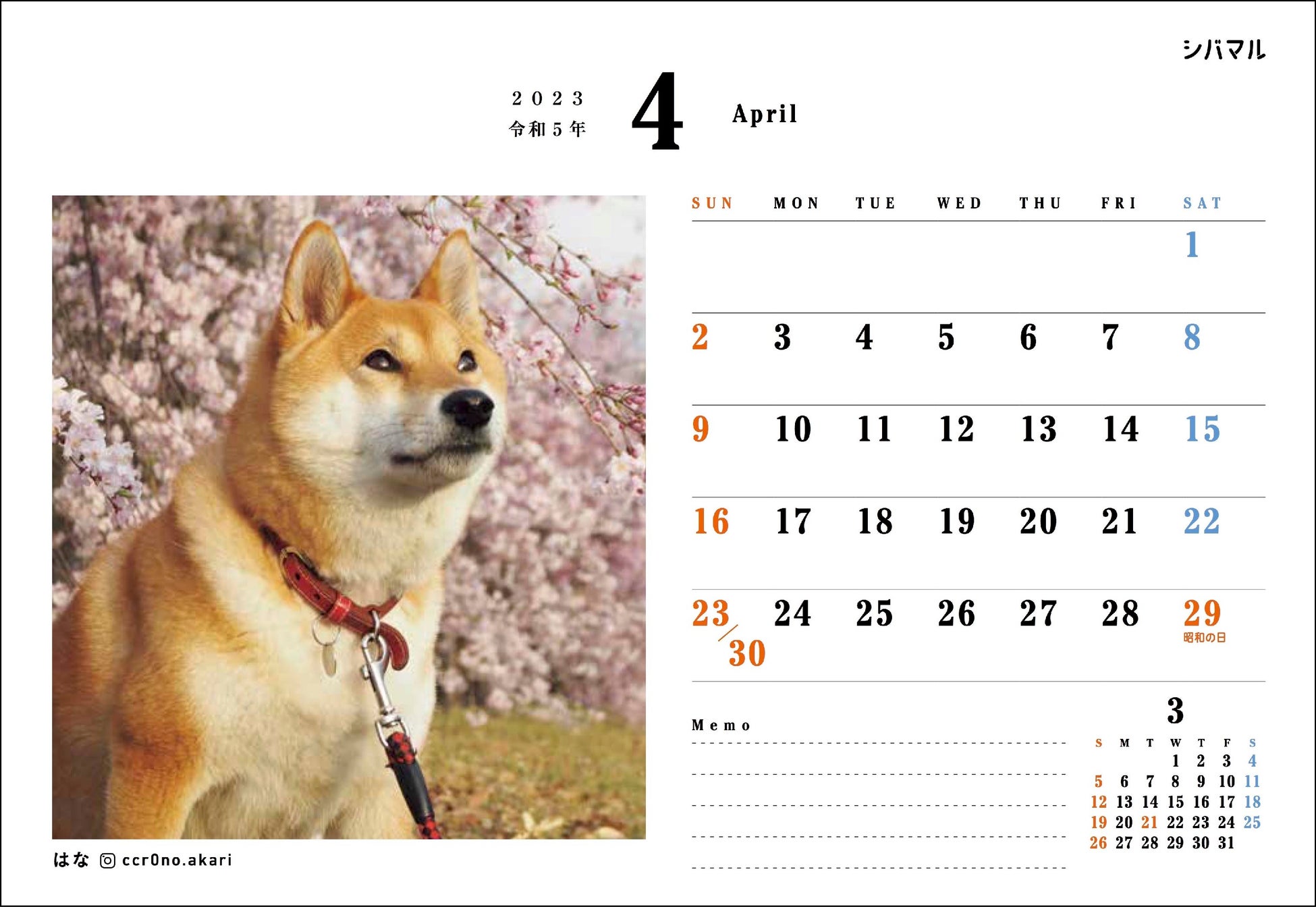 柴犬の魅力にみんなが笑顔！ 柴好きなら一度は目にしたことのある人気犬たちも登場する、柴犬専門マガジン『シバマル』が4月10日（月）発売のサブ画像20