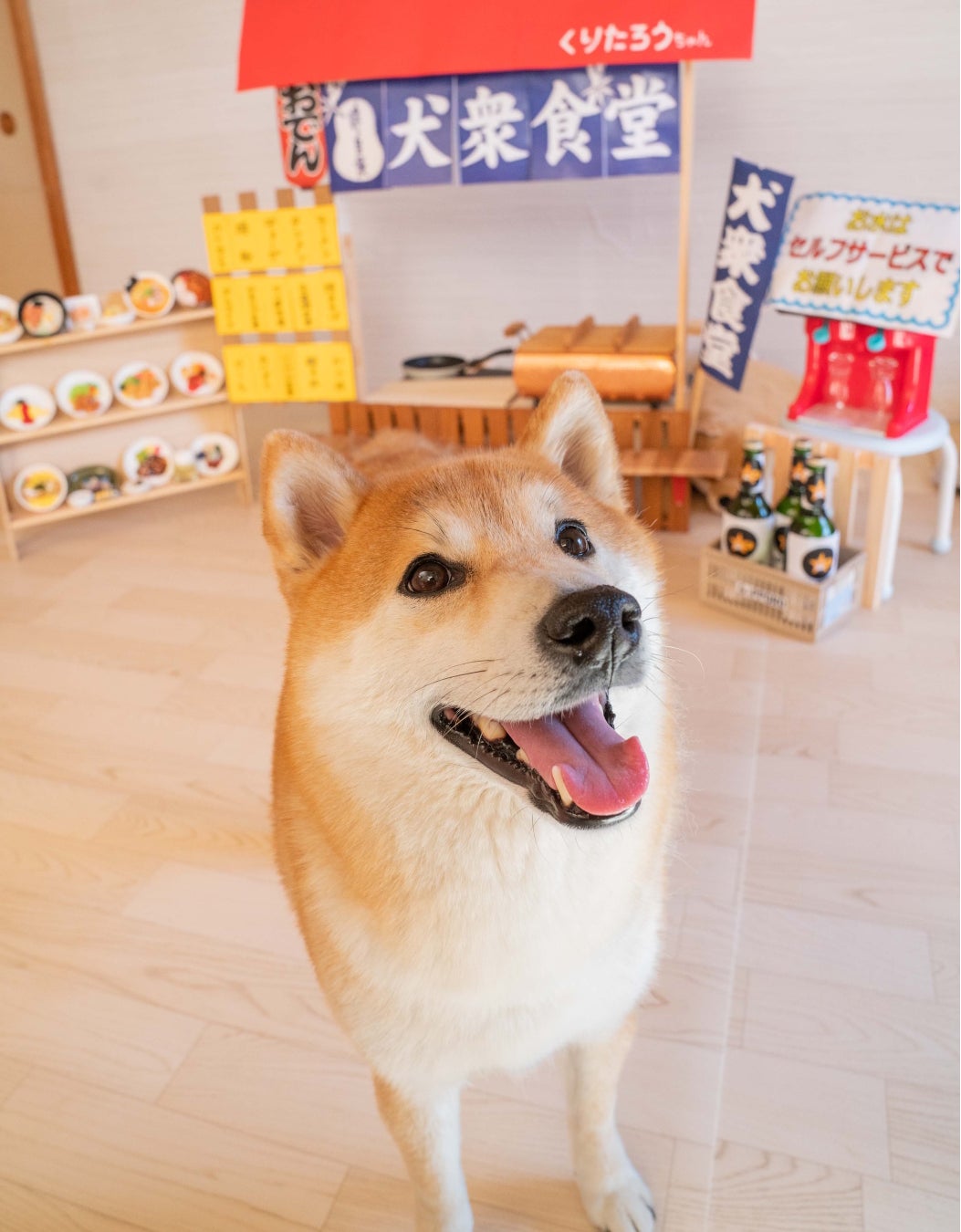 柴犬の魅力にみんなが笑顔！ 柴好きなら一度は目にしたことのある人気犬たちも登場する、柴犬専門マガジン『シバマル』が4月10日（月）発売のサブ画像3