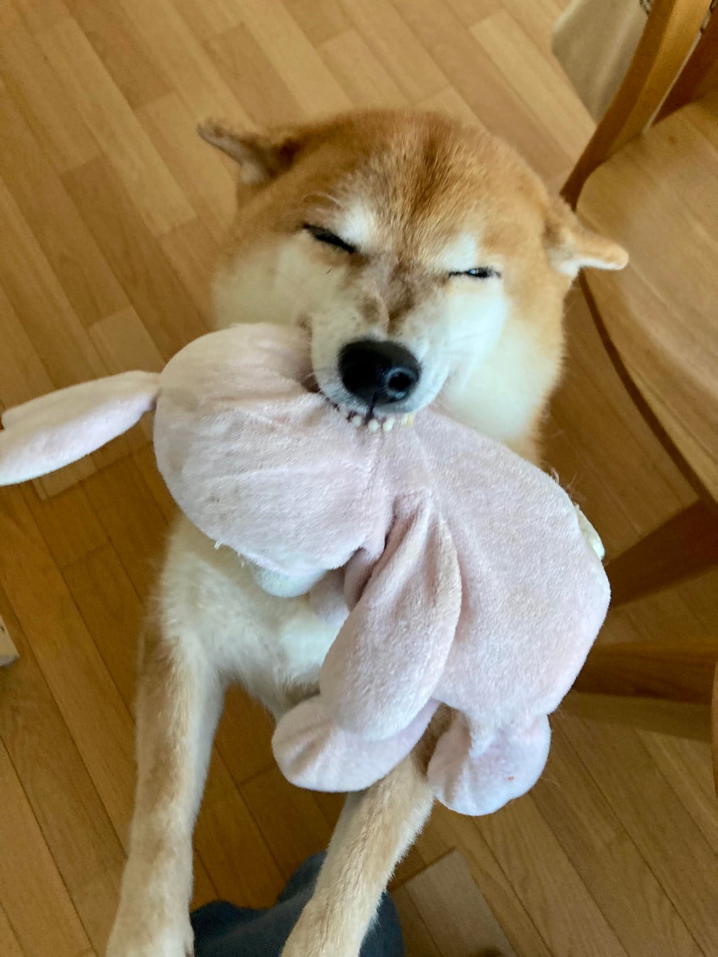 柴犬の魅力にみんなが笑顔！ 柴好きなら一度は目にしたことのある人気犬たちも登場する、柴犬専門マガジン『シバマル』が4月10日（月）発売のサブ画像5