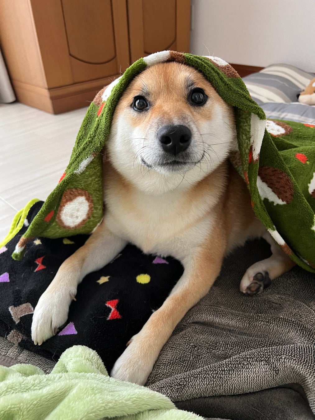 柴犬の魅力にみんなが笑顔！ 柴好きなら一度は目にしたことのある人気犬たちも登場する、柴犬専門マガジン『シバマル』が4月10日（月）発売のサブ画像6