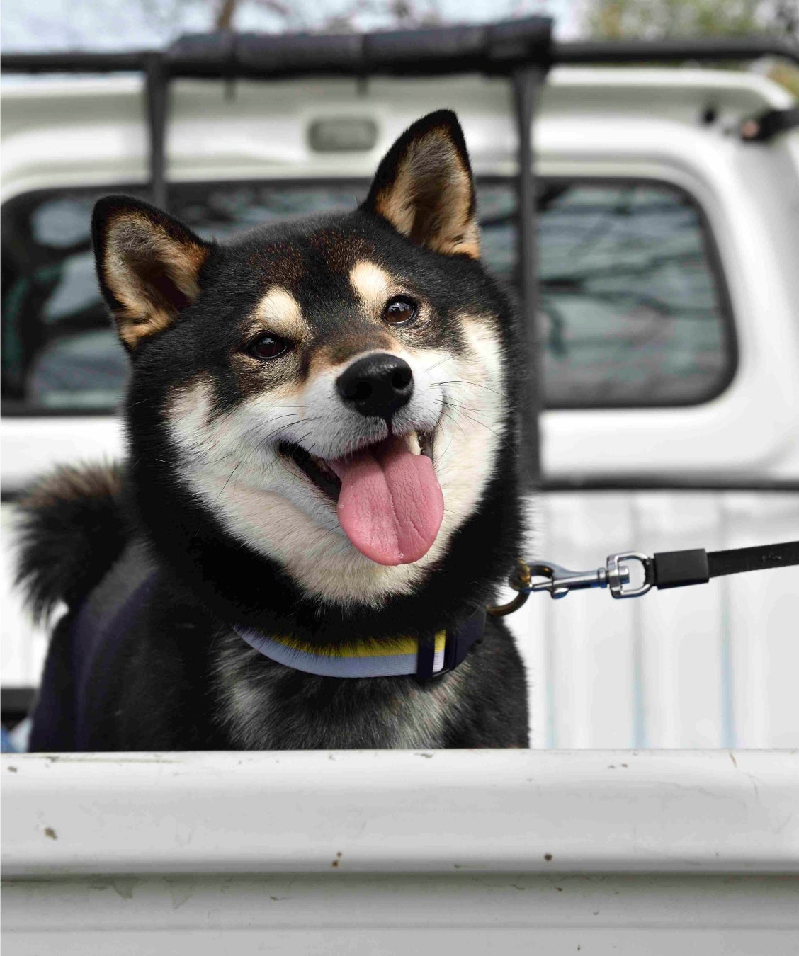 柴犬の魅力にみんなが笑顔！ 柴好きなら一度は目にしたことのある人気犬たちも登場する、柴犬専門マガジン『シバマル』が4月10日（月）発売のサブ画像7