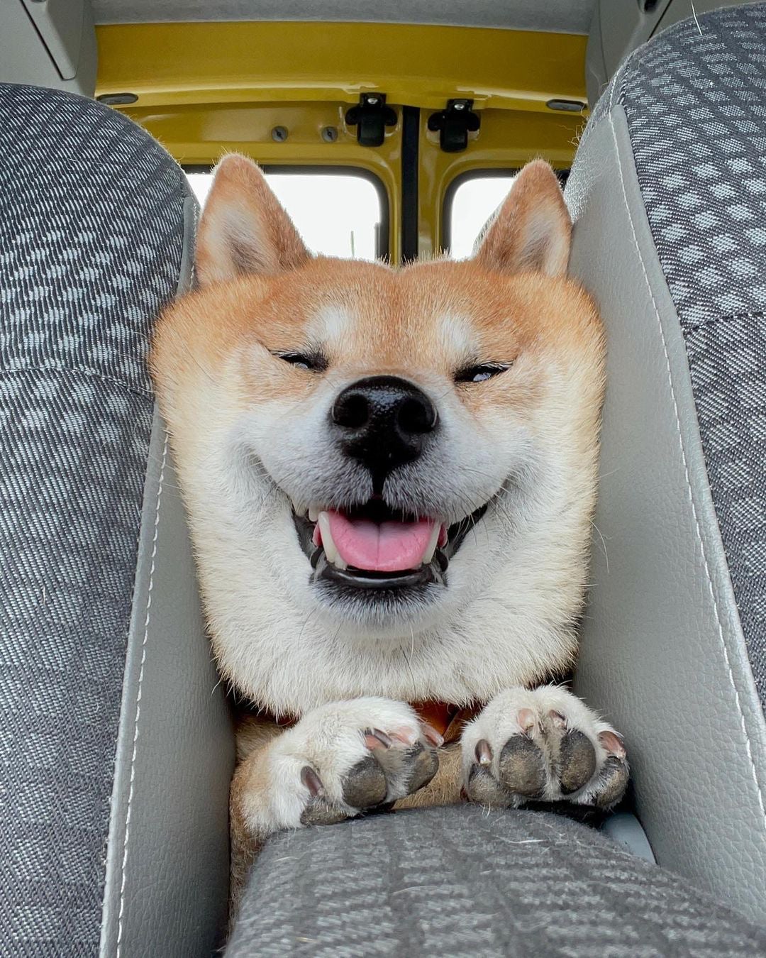 柴犬の魅力にみんなが笑顔！ 柴好きなら一度は目にしたことのある人気犬たちも登場する、柴犬専門マガジン『シバマル』が4月10日（月）発売のサブ画像9