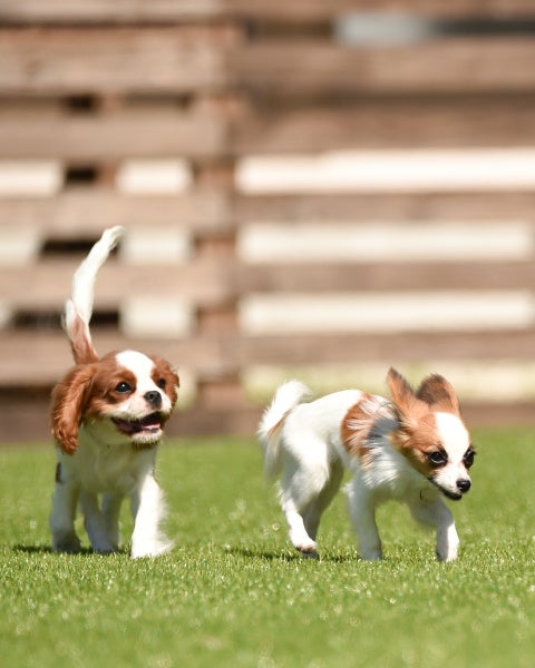４月２８日から「ドッググランピング」ができる「ギフトキャビン For_dog」オープン！「西日本の絶景グランピング４選」滋賀県最大級のグランピング施設「グランエレメント」！５月１日から８月分の予約開始のサブ画像5