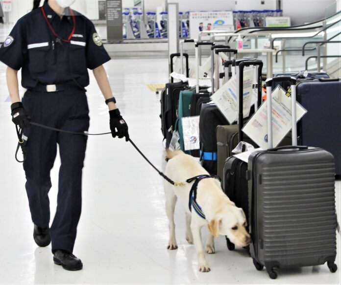 麻薬探知犬の訓練適性に関連する遺伝子変異を発見のメイン画像