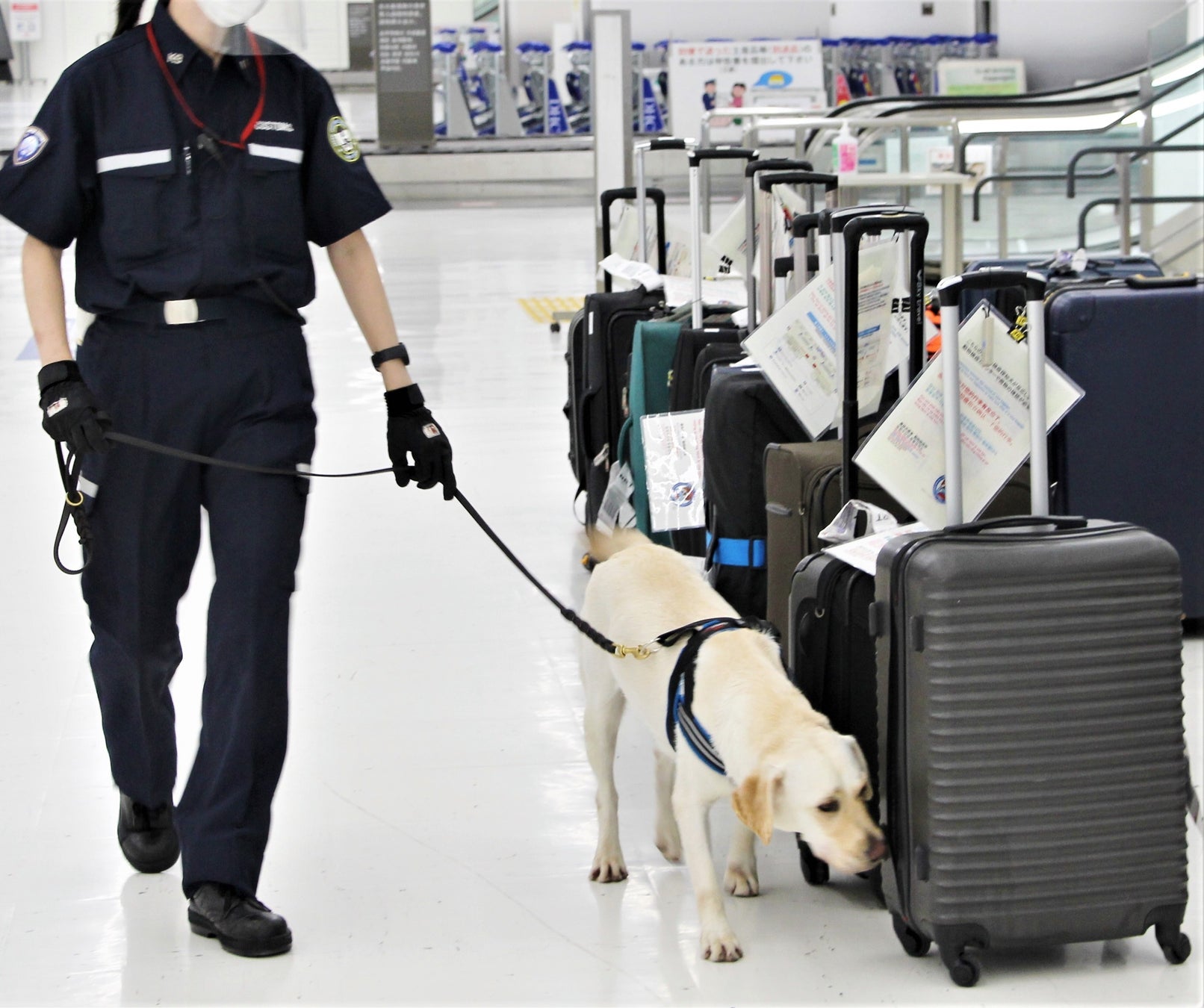 麻薬探知犬の訓練適性に関連する遺伝子変異を発見のサブ画像1_空港で活躍する麻薬探知犬（写真提供：東京税関麻薬探知犬訓練センター）