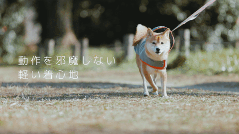 夜道の危険からピカッと光って愛犬を守る、飼い主も一緒に守る！犬用反射ジャケット【ピカジャケ】 が5月18日より Makuakeで先行販売開始！のサブ画像16