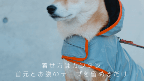 夜道の危険からピカッと光って愛犬を守る、飼い主も一緒に守る！犬用反射ジャケット【ピカジャケ】 が5月18日より Makuakeで先行販売開始！のサブ画像18