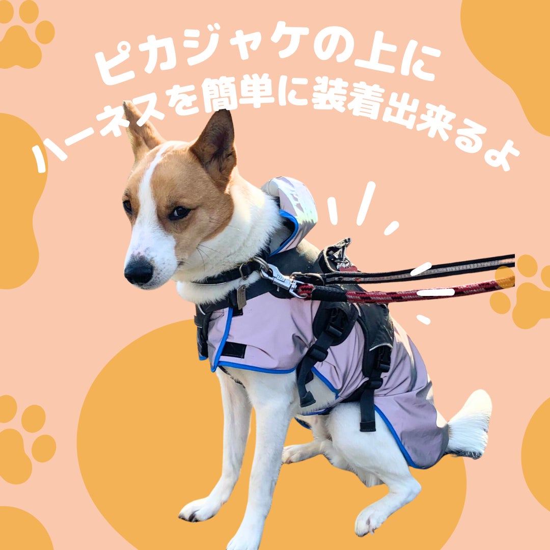 夜道の危険からピカッと光って愛犬を守る、飼い主も一緒に守る！犬用反射ジャケット【ピカジャケ】 が5月18日より Makuakeで先行販売開始！のサブ画像19