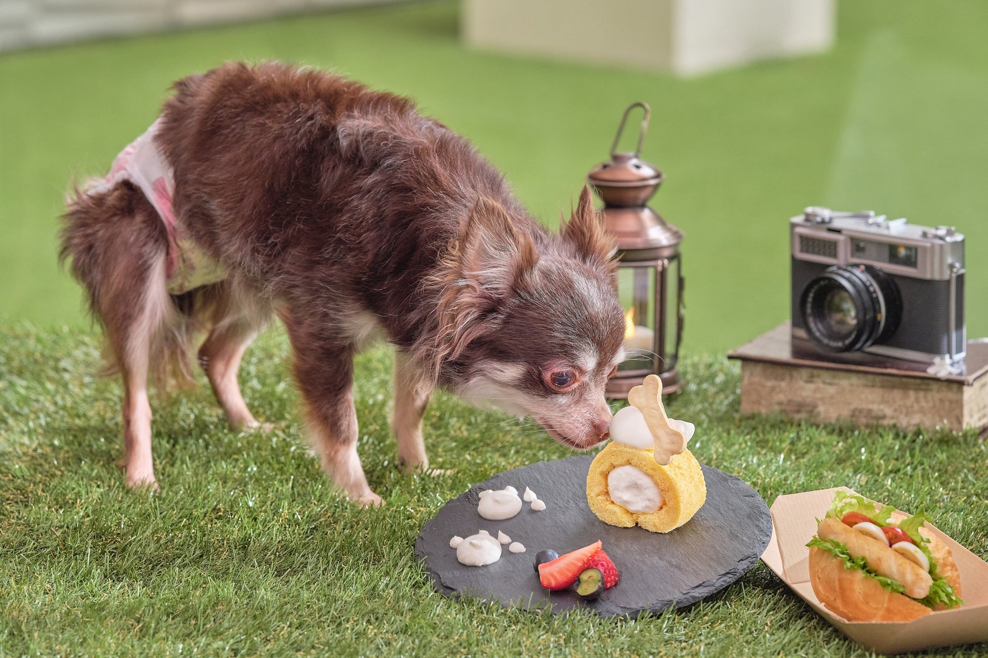 【東京・曙橋】愛犬と一緒に楽しめる期間限定“ドッグカフェ”がリニューアル『”わんダフル・グランピング”アフタヌーンティー』わんちゃんモチーフのキュートなスイーツや、愛犬とのお揃いメニューも登場のサブ画像6_愛犬用オプション イメージ
