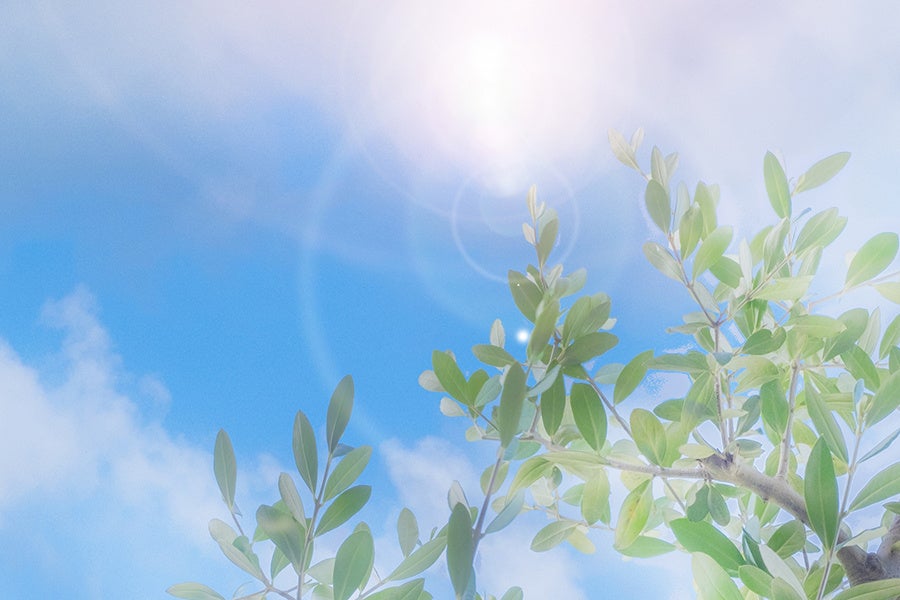 【２０２３年７月グランドオープン】太陽に照らされ、自然と遊ぶ 泊まれるオリーブ畑ワンちゃんも一緒にグランピング体験「Olive GLAMP淡路島Virgin Valley-バージンバレー-」のサブ画像11