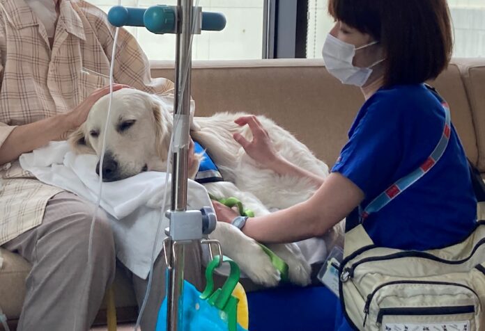【動物介在療法】聖マリアンナ医科大学病院での3代目勤務犬とハンドラー誕生！のメイン画像