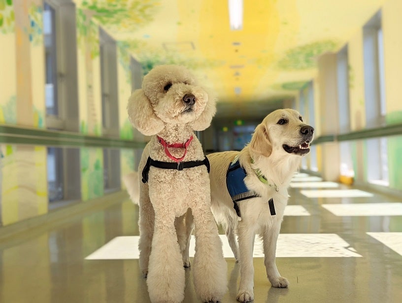 【動物介在療法】聖マリアンナ医科大学病院での3代目勤務犬とハンドラー誕生！のサブ画像2_2代目モリスと3代目ハク