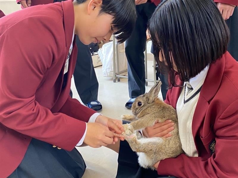 【岡山県立興陽高等学校×株式会社anifull】うさぎ用かかと保護サポーターの製品化に向けて「世界のうさぎさんを救おうプロジェクト」を始動！のサブ画像2