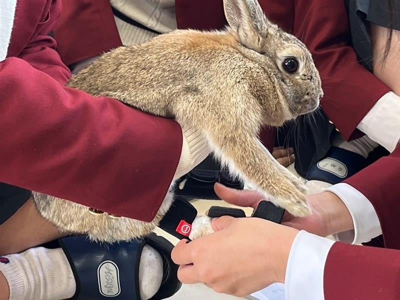 【岡山県立興陽高等学校×株式会社anifull】うさぎ用かかと保護サポーターの製品化に向けて「世界のうさぎさんを救おうプロジェクト」を始動！のサブ画像3