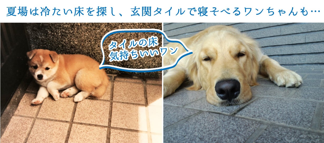 ワンちゃんだって、おうち時間を涼しく過ごしたいワン！『ワンちゃん冷感クールマット 』がクラウドファンディングサイト「Makuake」にて先行販売開始！のサブ画像6