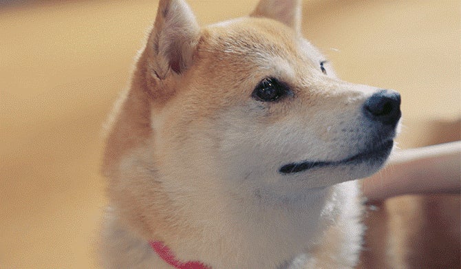 「もっと愛犬のために。」お散歩アプリDogBook無料配信中のサブ画像3